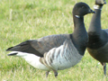 Pale-bellied Brent Goose